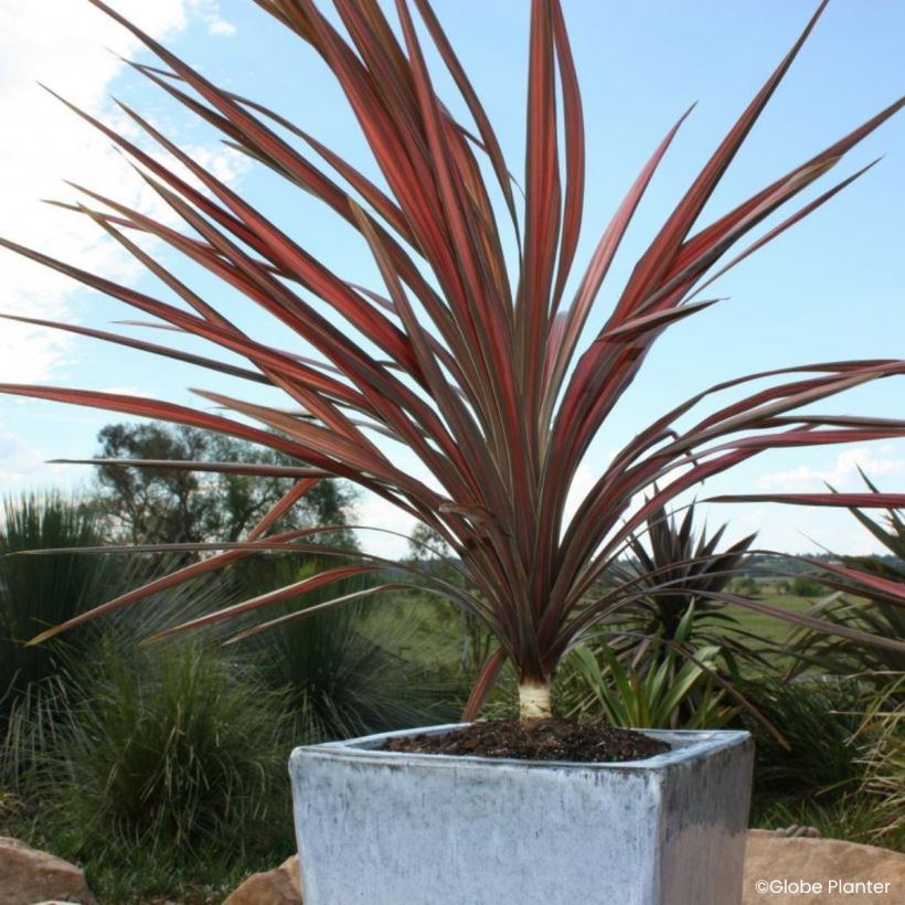 Cordyline australis Coral - Koolpalm (Groeiplaats)