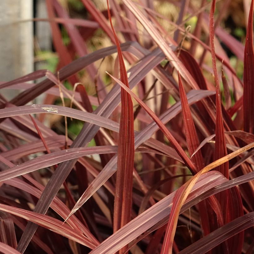Cordyline australis Design a Line Burgundy - Koolpalm (Blad)