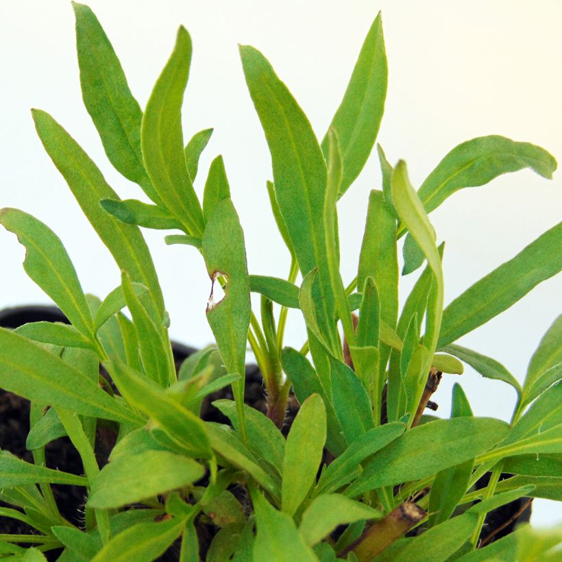 Coreopsis Cosmic Eye - Meisjesogen (Foliage)