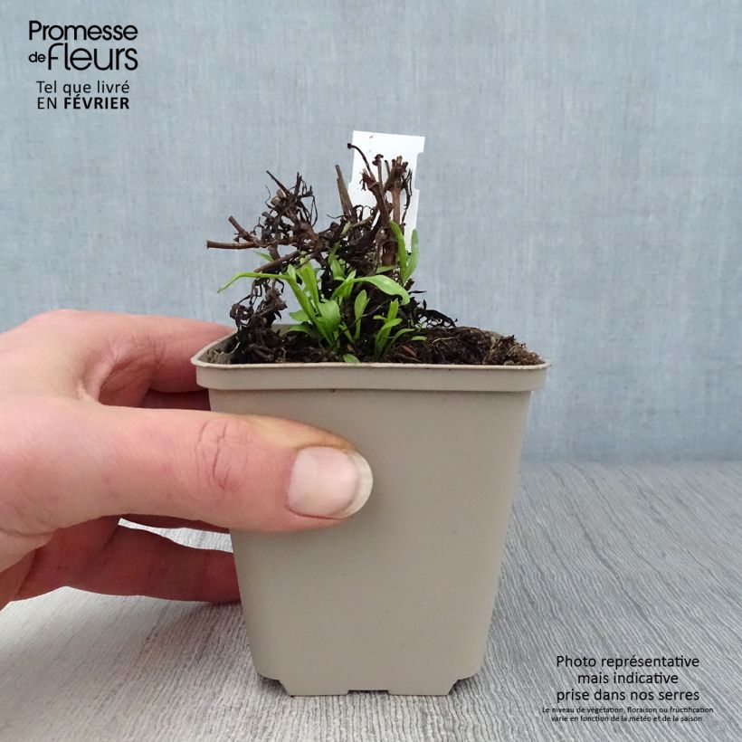 Example of Coreopsis Cosmic Eye Kweekpotje van 8/9 cm as you get in hiver