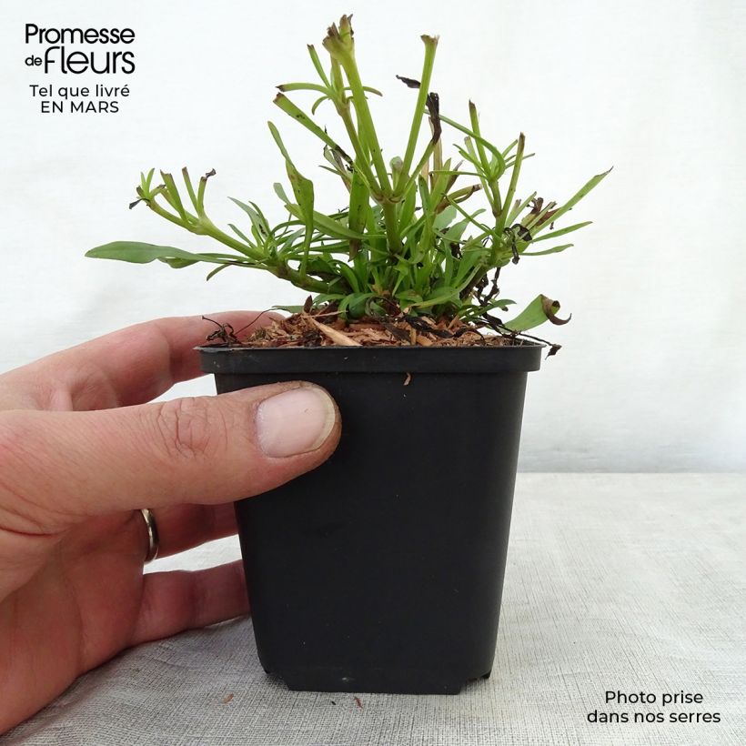 Exemplaar van Coreopsis Cosmic Eye - Meisjesogen Kweekpotje van 8/9 cm zoals geleverd in de lente