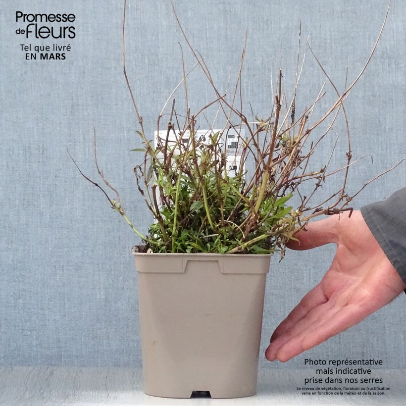 Exemplaar van Coreopsis Cosmic Eye - Meisjesogen Pot van 2 l/3 l zoals geleverd in de lente