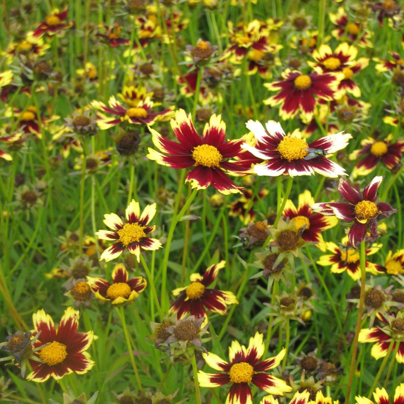 Coreopsis Cosmic Eye - Meisjesogen (Plant habit)