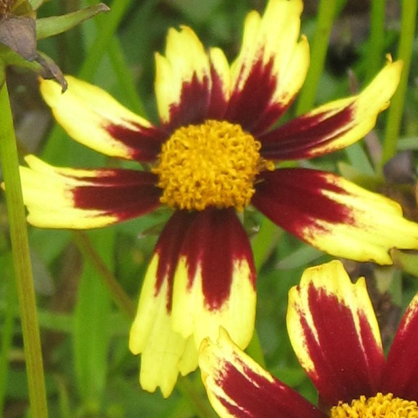 Coreopsis Cosmic Eye - Meisjesogen (Flowering)