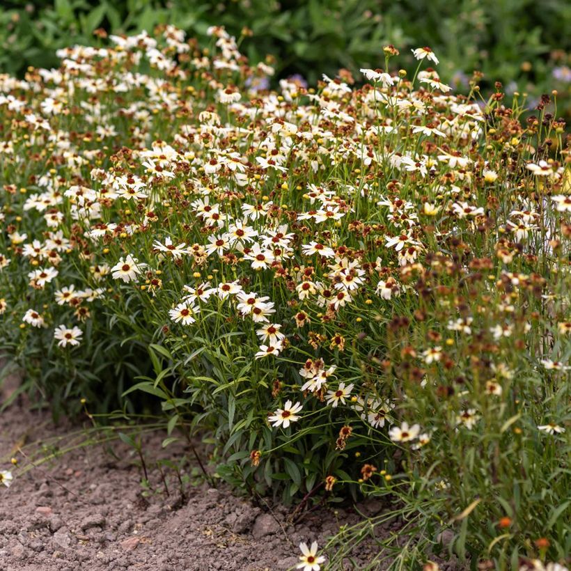 Coreopsis Fool's Gold - Meisjesogen (Groeiplaats)