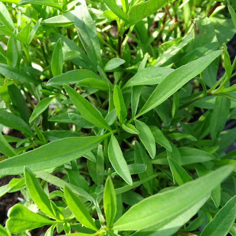 Coreopsis Full Moon Madness - Meisjesogen (Foliage)