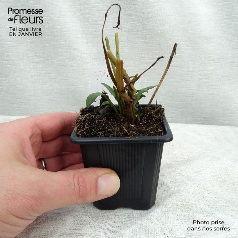 Example of Coreopsis Full Moon Madness - Meisjesogen Kweekpotje van 8/9 cm as you get in hiver