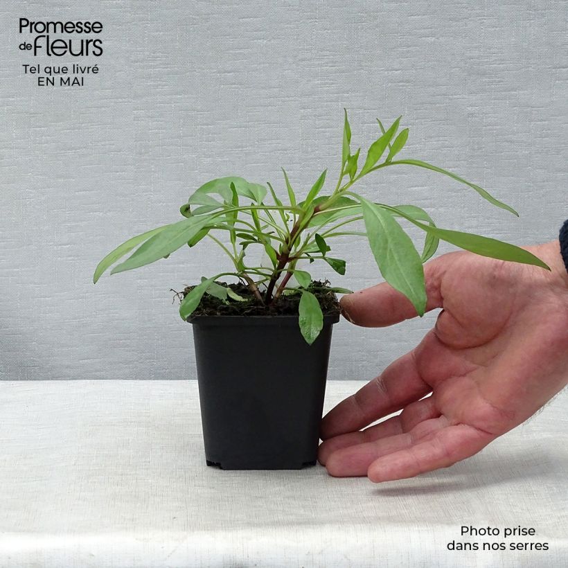 Exemplaar van Coreopsis Full Moon Madness - Meisjesogen Kweekpotje van 8/9 cm zoals geleverd in de lente