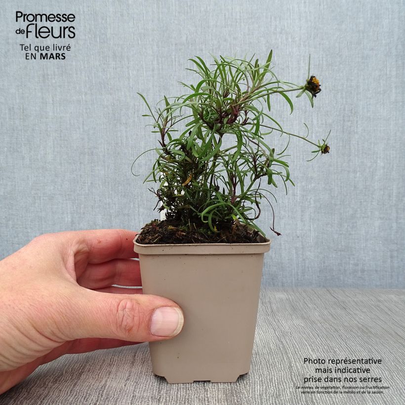 Exemplaar van Coreopsis Honeybunch Red & Gold - Meisjesogen Kweekpotje van 8/9 cm zoals geleverd in de lente