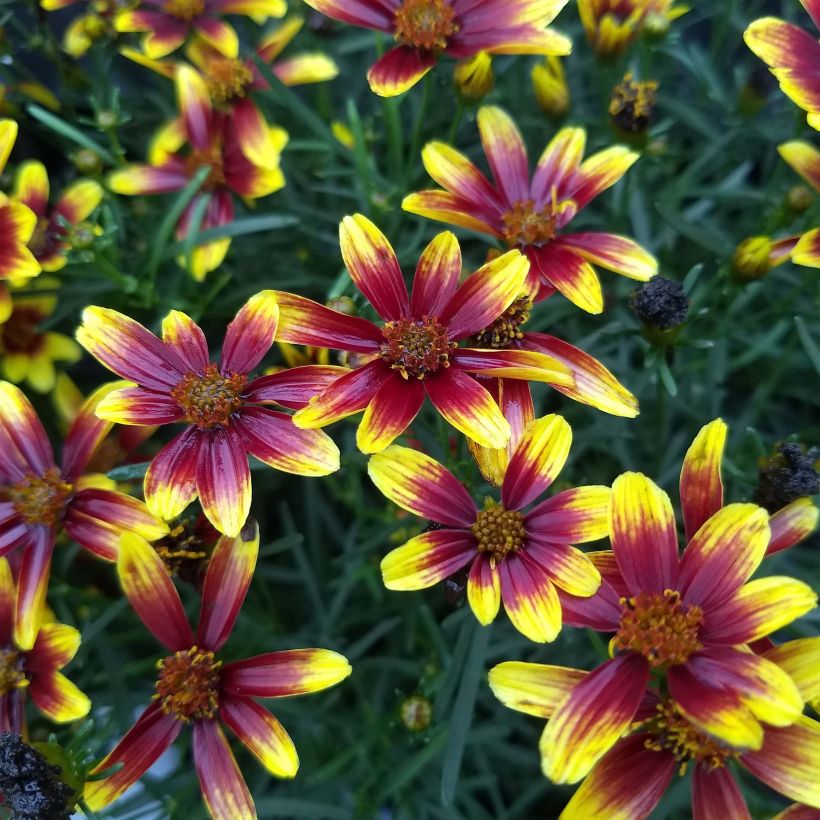 Coreopsis Honeybunch Red & Gold - Meisjesogen (Bloei)
