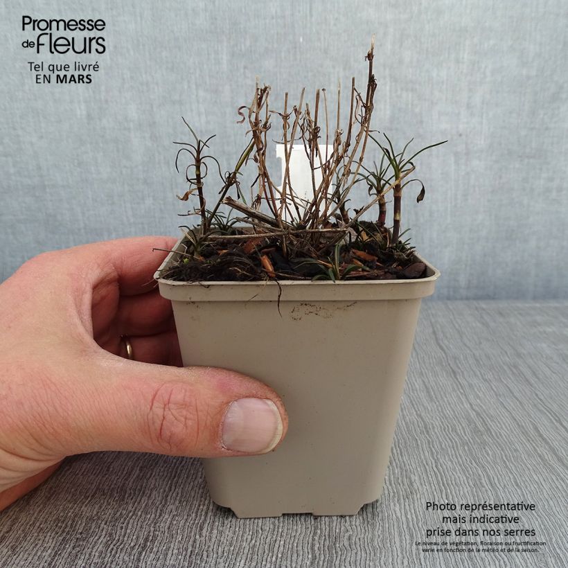 Example of Coreopsis Limerock Passion - Meisjesogen Kweekpotje van 8/9 cm as you get in hiver