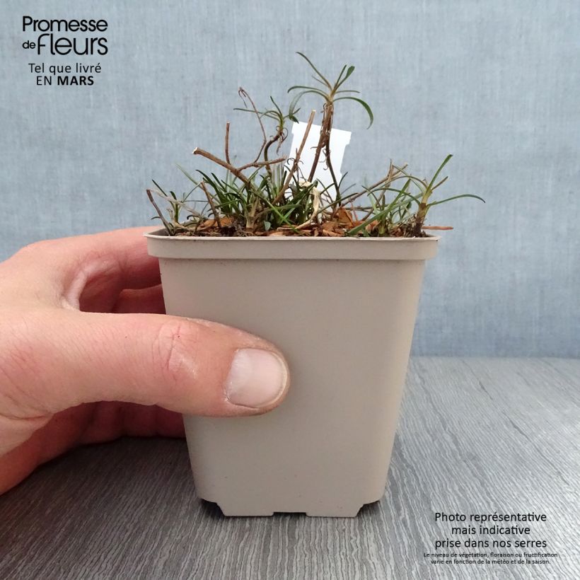 Exemplaar van Coreopsis Limerock Passion - Meisjesogen Kweekpotje van 8/9 cm zoals geleverd in de lente