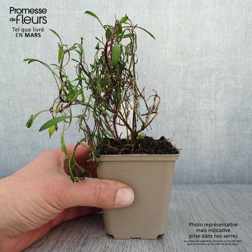 Example of Coreopsis Limerock Ruby - Coreopsis rose Kweekpotje van 8/9 cm as you get in hiver