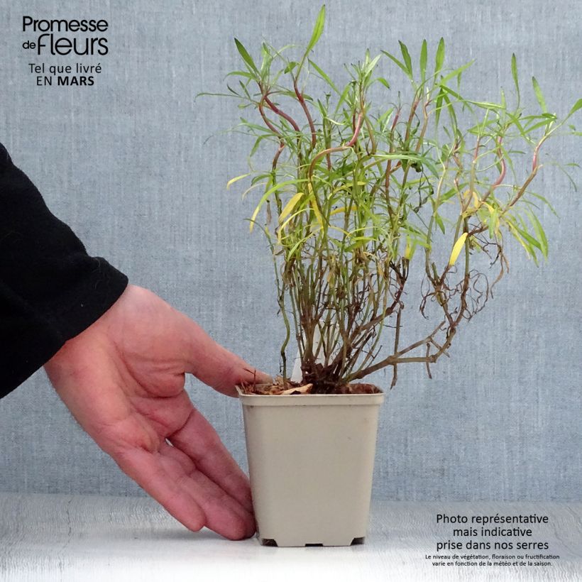 Exemplaar van Coreopsis rosea Limerock Ruby - Roze meisjesogen Kweekpotje van 8/9 cm zoals geleverd in de lente