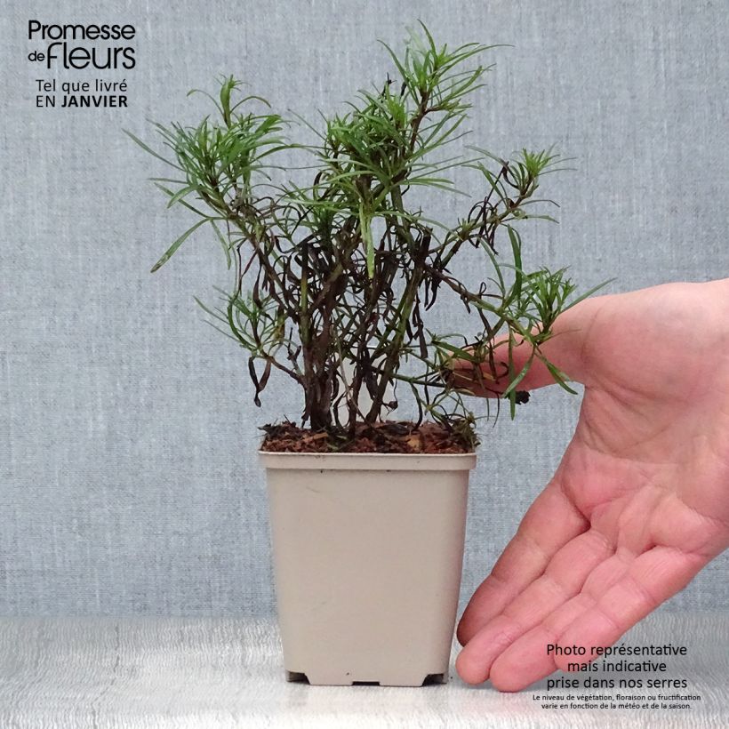 Example of Coreopsis Madras Magic - Coréopsis Kweekpotje van 8/9 cm as you get in hiver