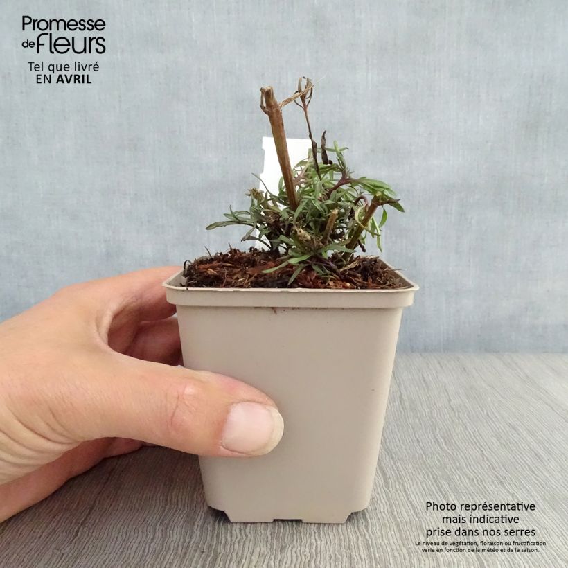 Exemplaar van Coreopsis Madras Magic - Meisjesogen Kweekpotje van 8/9 cm zoals geleverd in de lente