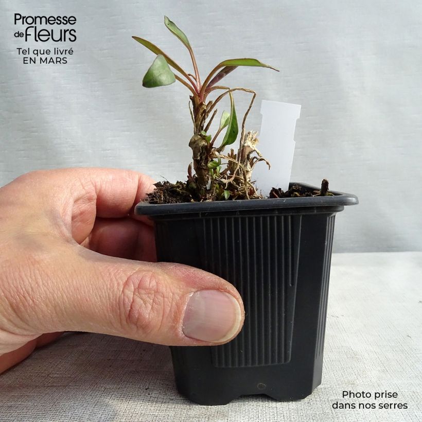 Exemplaar van Coreopsis Mercury Rising - Meisjesogen Kweekpotje van 8/9 cm zoals geleverd in de lente