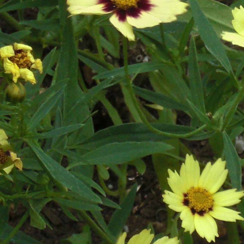 Coreopsis Redshift - Meisjesogen (Foliage)