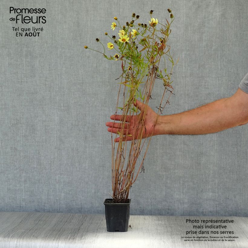 Exemplaar van Coreopsis Redshift - Meisjesogen Kweekpotje van 8/9 cm zoals geleverd in de zomer