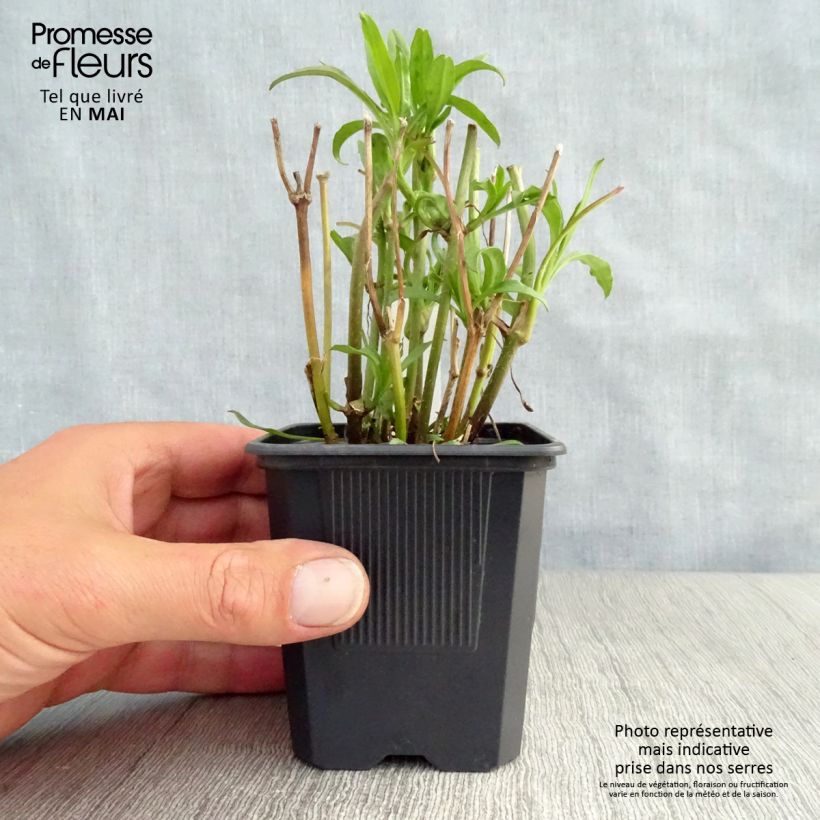 Exemplaar van Coreopsis Redshift - Meisjesogen Kweekpotje van 8/9 cm zoals geleverd in de lente