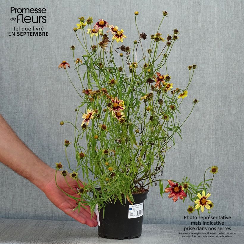 Exemplaar van Coreopsis Redshift - Meisjesogen Pot van 2 l/3 l zoals geleverd in de zomer