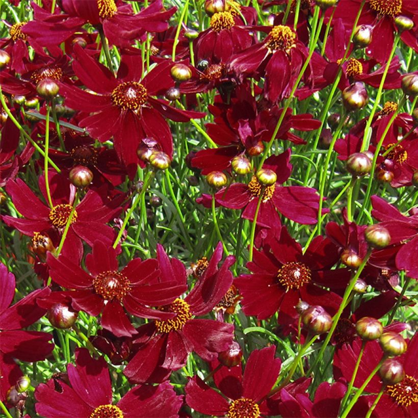 Coreopsis Ruby Red - Meisjesogen (Flowering)