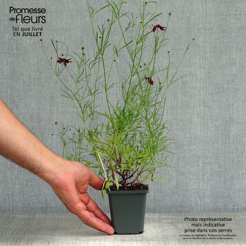 Exemplaar van Coreopsis Ruby Red - Meisjesogen Kweekpotje van 8/9 cm zoals geleverd in de zomer