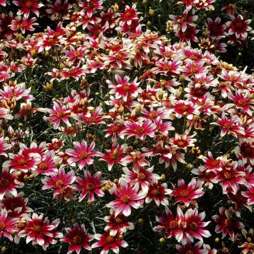 Coreopsis Sunstar Roze - Meisjesogen (Bloei)