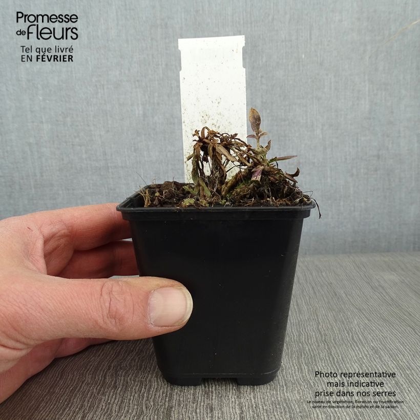 Example of Coreopsis Tequila Sunrise Kweekpotje van 8/9 cm as you get in hiver