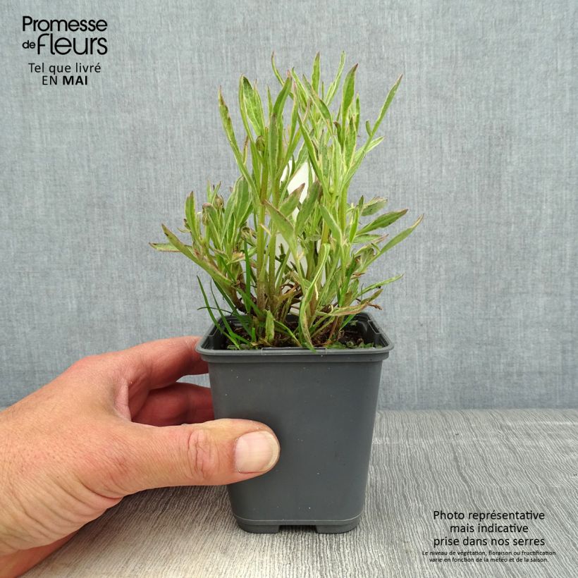 Exemplaar van Coreopsis Tequila Sunrise - Meisjesogen Kweekpotje van 8/9 cm zoals geleverd in de lente