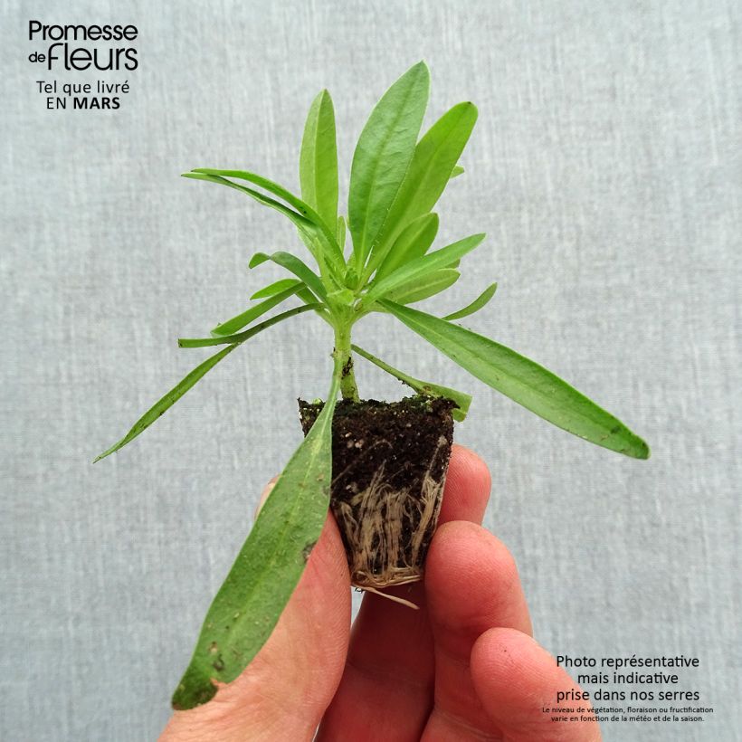 Example of Coreopsis Uptick Gold and Bronze Mini-mot Ø 3/4 cm as you get in printemps