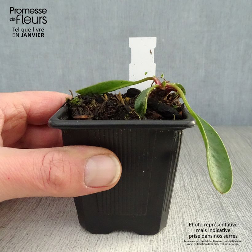 Example of Coreopsis grandiflora Badengold - Meisjesogen Kweekpotje van 8/9 cm as you get in hiver