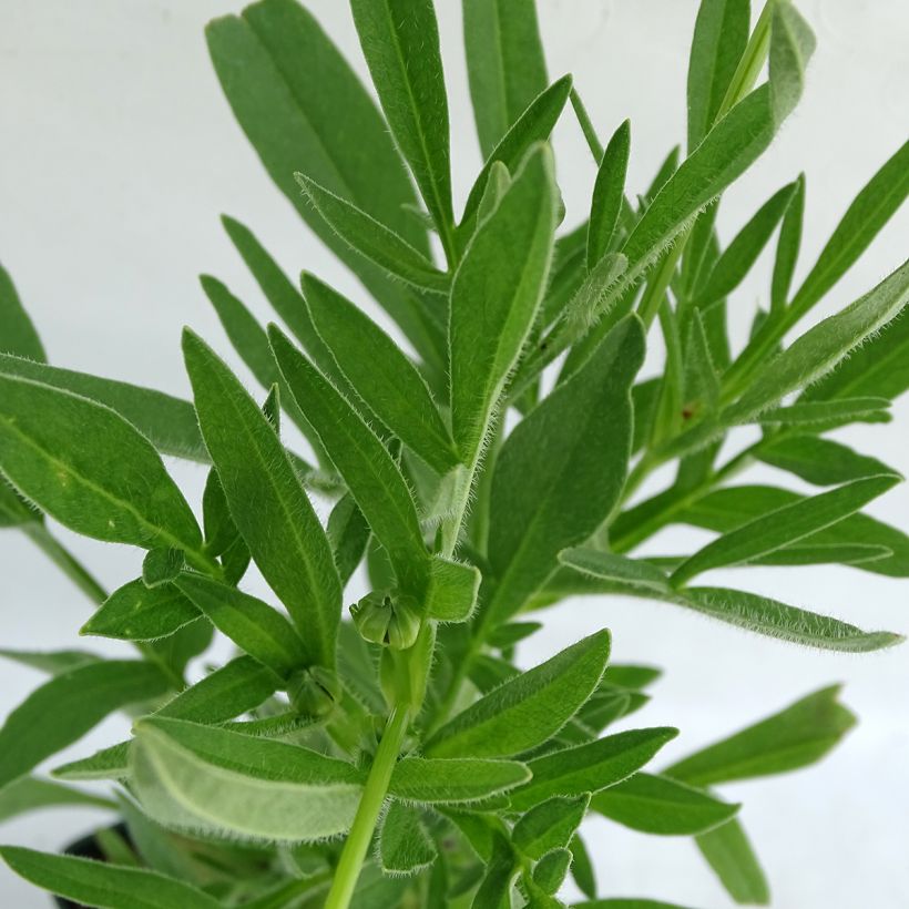 Coreopsis alpinus Early Sunrise - Meisjesogen (Foliage)