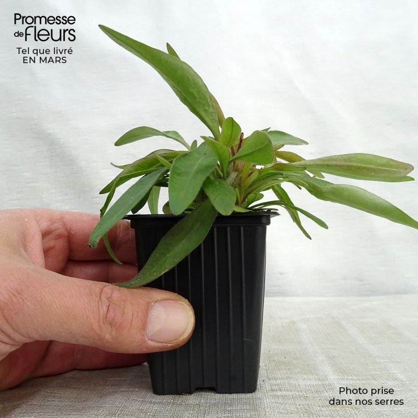 Example of Coreopsis alpinus Early Sunrise Kweekpotje van 7/8 cm as you get in hiver