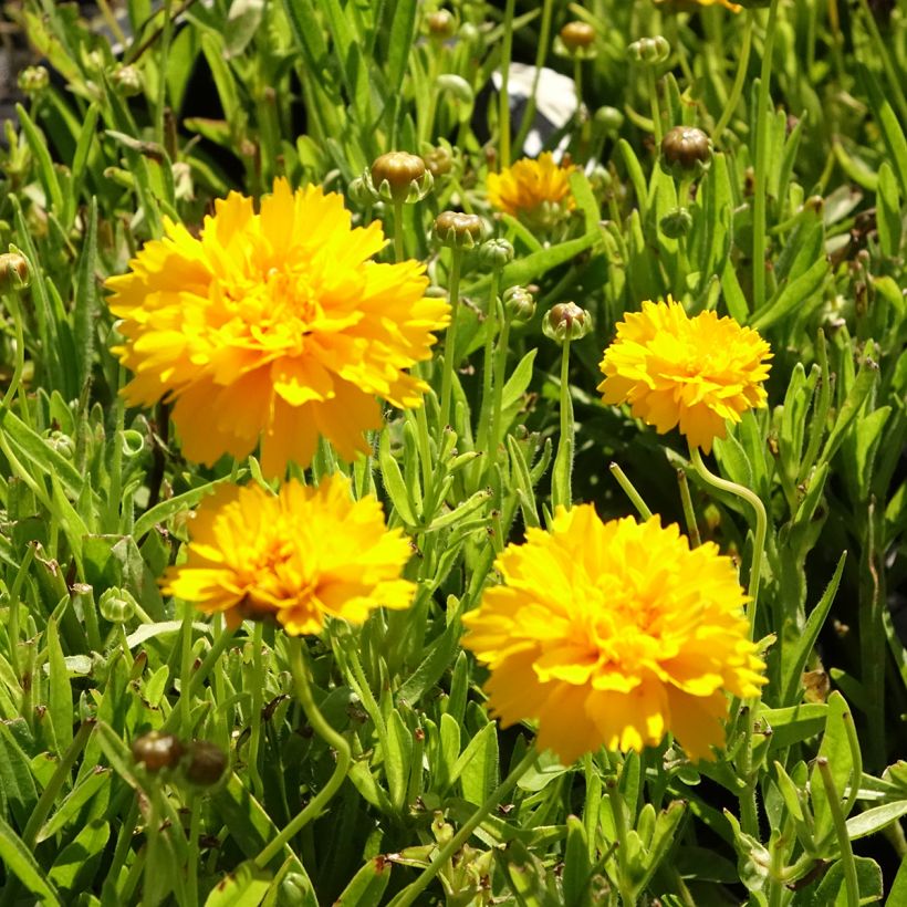 Coreopsis alpinus Early Sunrise - Meisjesogen (Bloei)