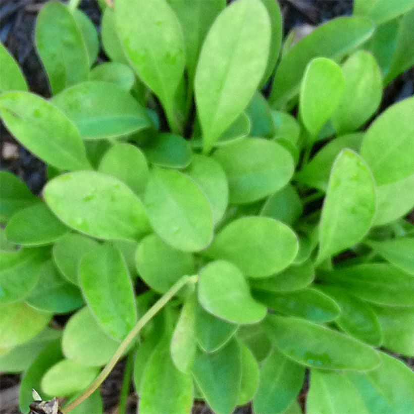 Coreopsis auriculata Nana - Meisjesogen (Foliage)