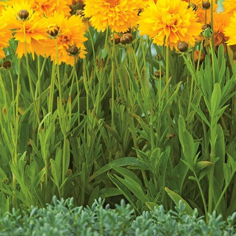 Coreopsis grandiflora Badengold - Meisjesogen (Foliage)