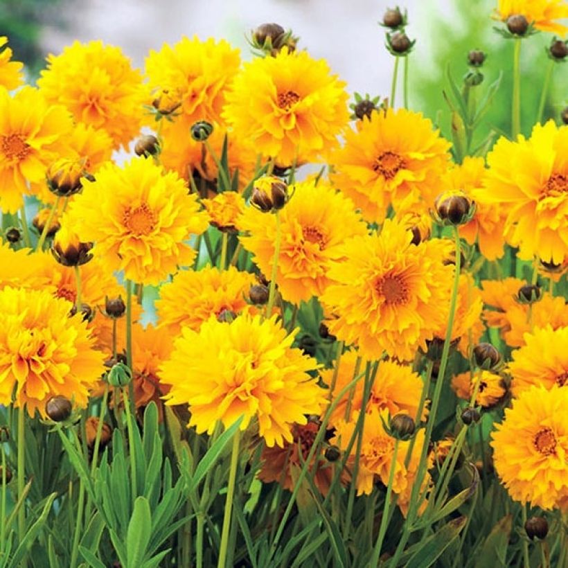 Coreopsis grandiflora Badengold - Meisjesogen (Flowering)