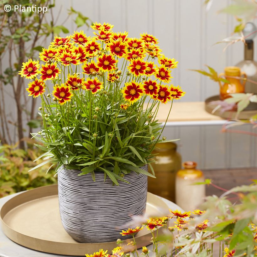 Coreopsis grandiflora Solar Jewel - Meisjesogen (Groeiplaats)