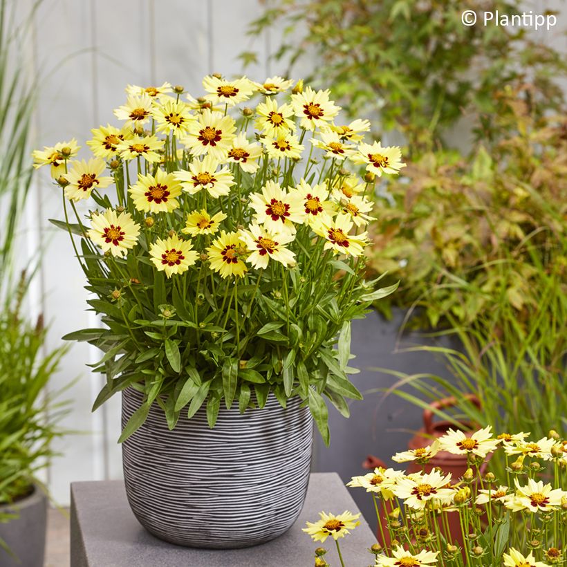Coreopsis grandiflora Solar Moon - Meisjesogen (Groeiplaats)
