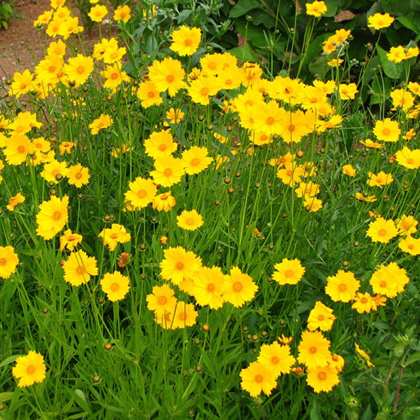 Coreopsis grandiflora Sonnenkind - Meisjesogen (Flowering)