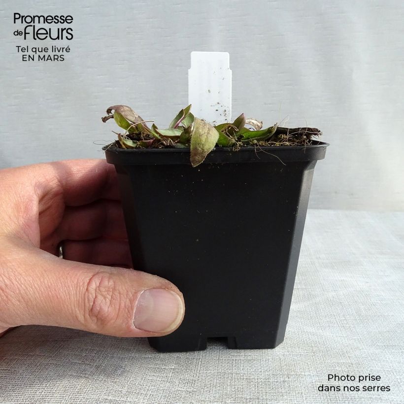 Example of Coreopsis grandiflora Sonnenkind - Meisjesogen Kweekpotje van 8/9 cm as you get in hiver