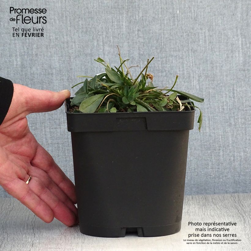 Example of Coreopsis grandiflora Sonnenkind - Meisjesogen Pot van 2 l/3 l as you get in hiver