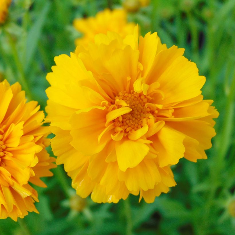 Coreopsis grandiflora Sunray - Meisjesogen (Flowering)