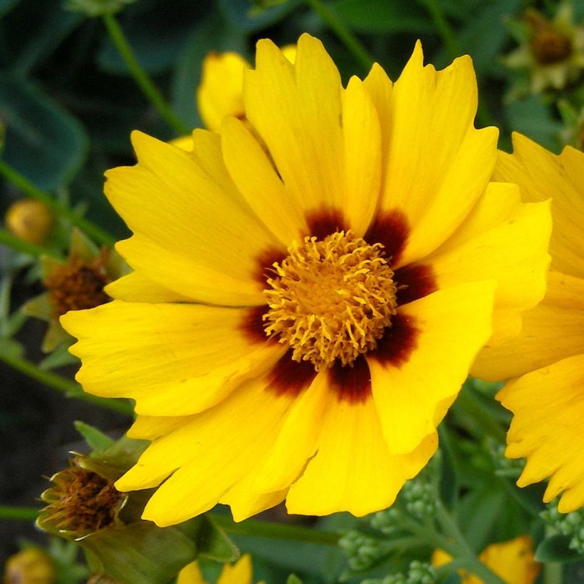 Coreopsis lanceolata Baby Gold - Meisjesogen (Flowering)