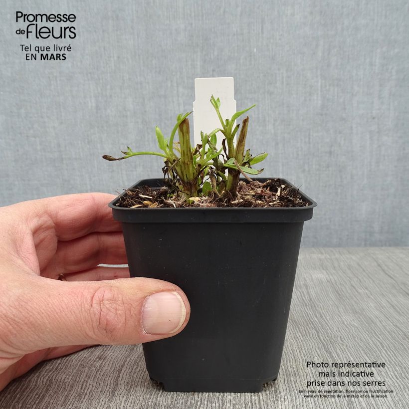 Example of Coreopsis lanceolata Baby Gold Kweekpotje van 8/9 cm as you get in hiver