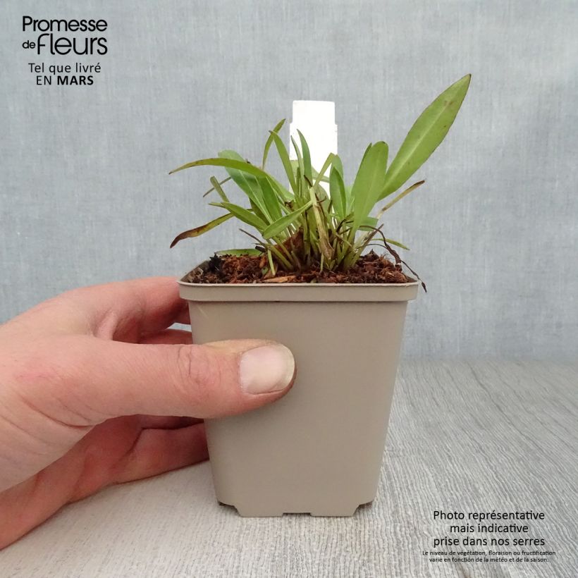 Exemplaar van Coreopsis lanceolata Baby Gold - Meisjesogen Kweekpotje van 8/9 cm zoals geleverd in de lente