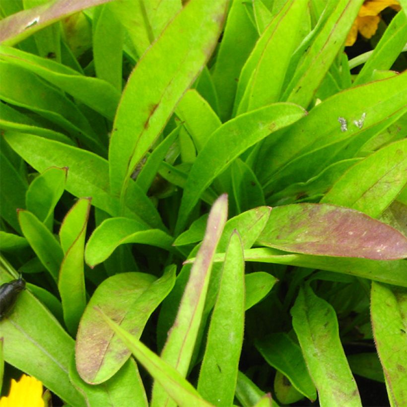 Coreopsis lanceolata Goldfink - Meisjesogen (Blad)