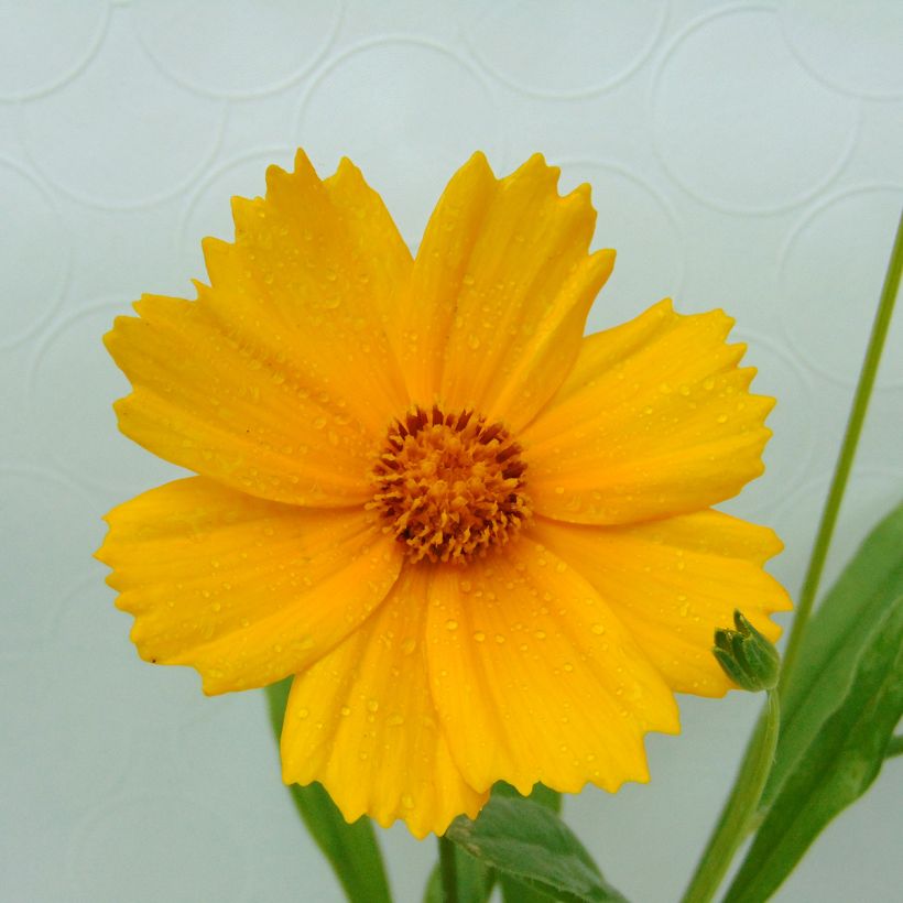 Coreopsis lanceolata Sterntaler - Meisjesogen (Bloei)