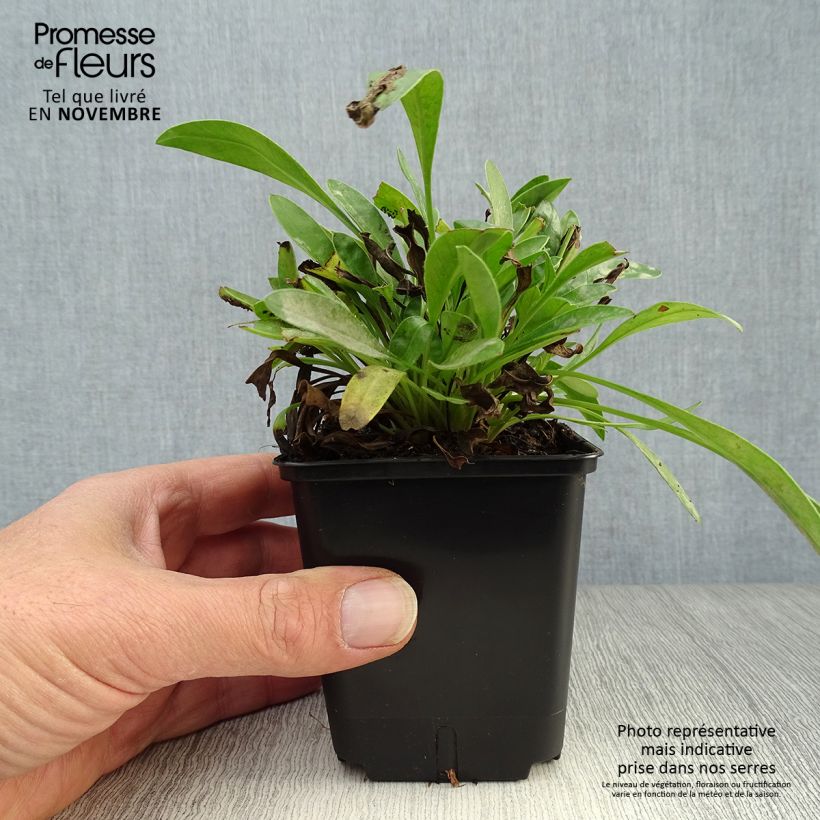 Exemplaar van Coreopsis lanceolata Sterntaler - Meisjesogen Kweekpotje van 8/9 cm zoals geleverd in de herfst